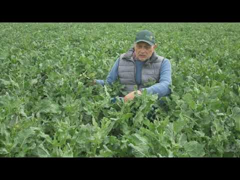 Kiła kapustnych nie straszna dla odmiany rzepaku DK Plasma