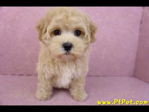 11/23馬爾泰迪母幼犬1號(新北永和)