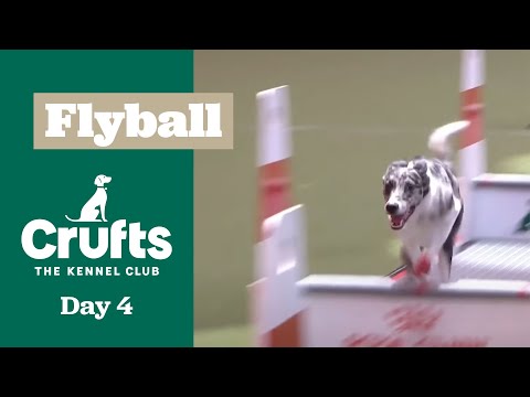Flyball Final | Crufts 2025