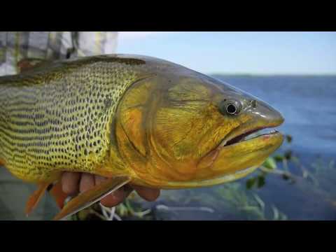 Pira Lodge Golden Dorado Fishing - Farlows Travel