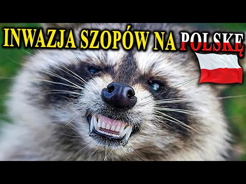 SZOPY PRACZE Podbijają Polskę - Czym To Grozi?