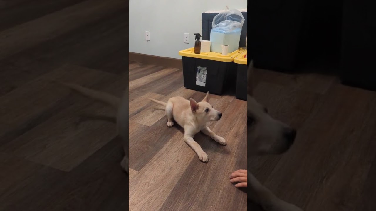 Enlarge Dill, a ADOPTABLE mixed breed in Fort Collins, CO video 5/5