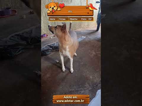 Vídeo de sky
