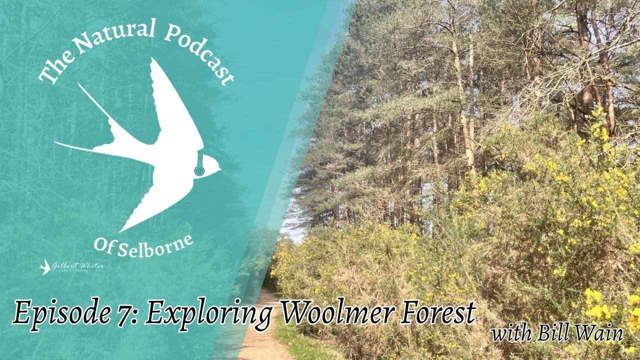 The Natural Podcast of Selborne: Episode 7: Exploring Woolmer Forest