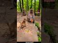 Alcoholic monkey🤣🐒#viralvideo #trending #shorts #shortvideo #youtubeshorts