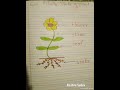 RashmiSudev Shorts Stem Flowers Roots Leaves Parts Science Sciencefacts