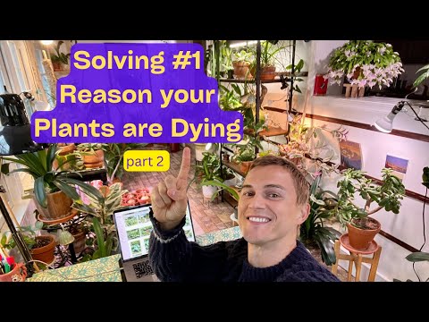 Keep Your Plants Alive - Understanding where your Houseplants Come from - Part 2