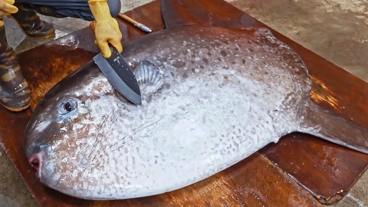 Amazing！Giant Sunfish Cutting Skills, Sunfish Catching, Sunfish Jelly/驚奇的漫波魚切割技巧,翻車魚捕捉,燙漫波魚腸-佳濱成功旗魚
