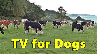 Calm Your  Dog TV ~ Videos for Dogs to Watch Cows Relaxation ⭐ 8 HOURS ⭐