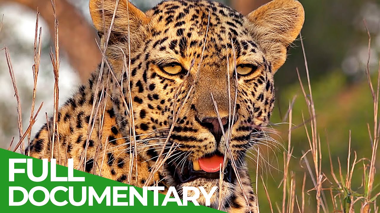 The Cat Report | Episode 4 | Free Documentary Nature