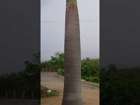 Chovendo no Curimataú paraibano em cachoeirinha de Tacima PB