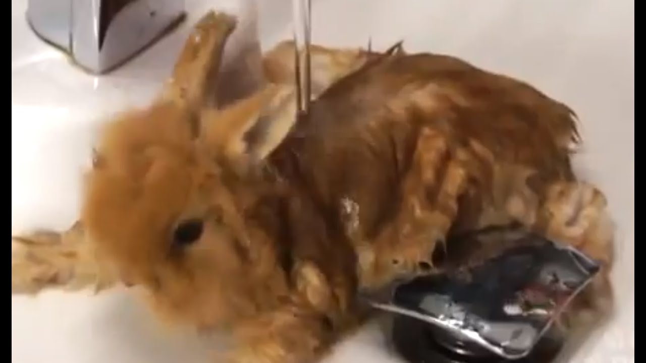 CONIGLI - Bagno con acqua