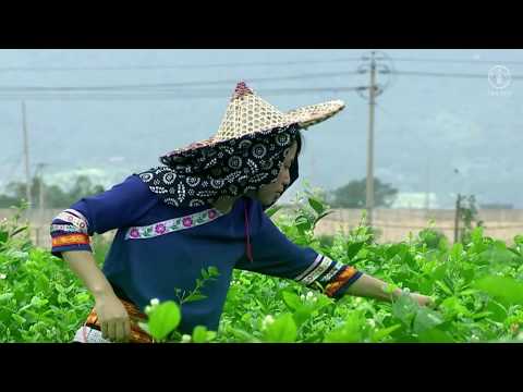 4 sitios de cultivo de té designados Sistemas Importantes del Patrimonio Agrícola Mundial por la FAO