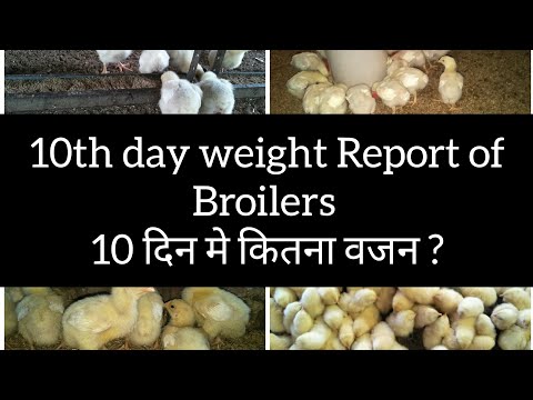 Broiler Chicks Weight after 10 days
