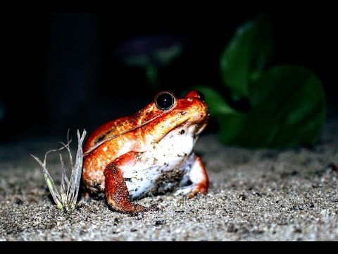 La grenouille tomate de Madagascar (Tomato Frog)