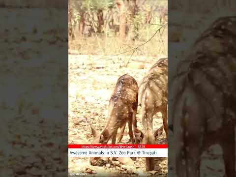 S.V. Zoo Park_Part_06 |#tirupati#zoopark#wildlife#forest#animals#birds#money#deer#crane#giraffe