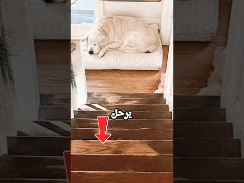 كان هذا جميلًا