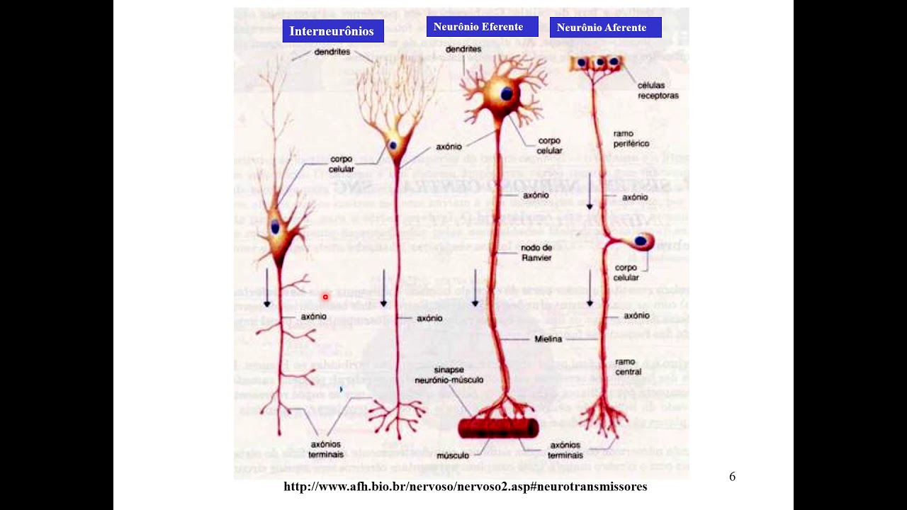 [Fisiologia Veterinária I] Introdução ao sistema nervoso - 2. Neurônio e mielina