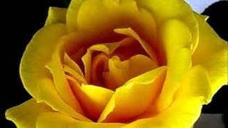 Ronnie Von - Uma Dúzia de Rosas