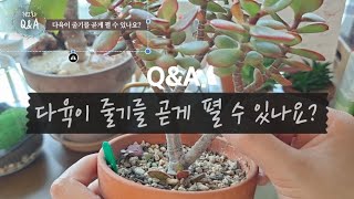 [Q&A] 다육이 줄기를 곧게 펼 수 있나요? (수형 만들기) succulents/多肉植物/たにくしょくぶつ …