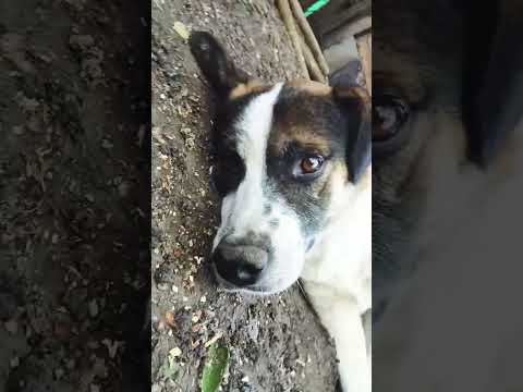 Raza firulais #casagrande #cordoba #miradacanina #funny