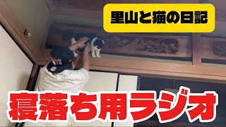 寝落ち用ラジオ　雑談　山林と猫と深夜放送