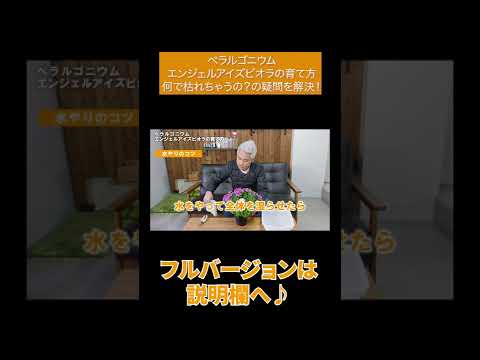 カキュレウス・マルシャリ