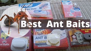 Best Ant Baits - How to Get Rid of Ants with Terro or Amdro