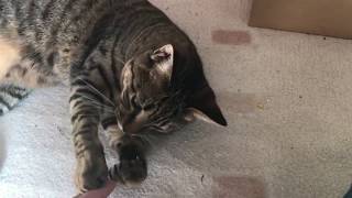 うちの猫に癒される動画