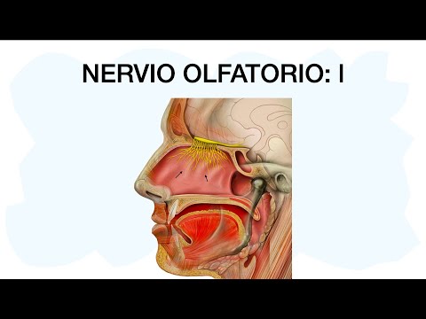 OLFACTORY NERVE l 🧠✅ First cranial nerve 👃🏼
