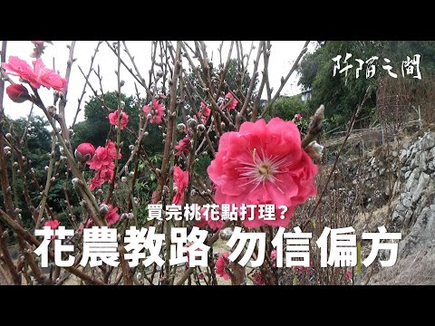 桃花哪裡買