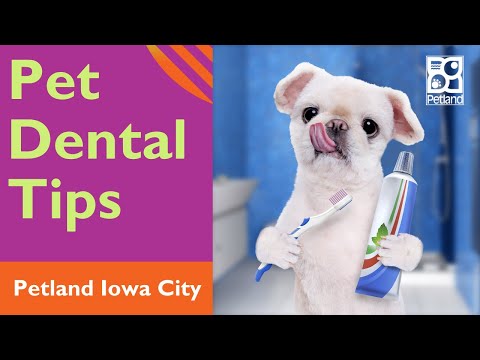 Prevent Periodontal Disease In Pets