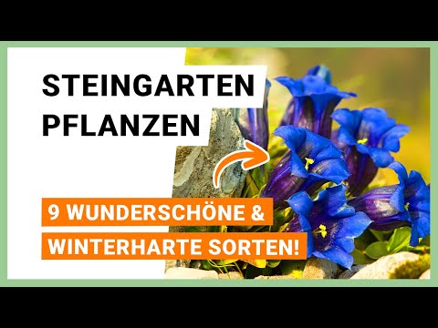 Die 9 schönsten Steingarten Pflanzen, die winterhart sind