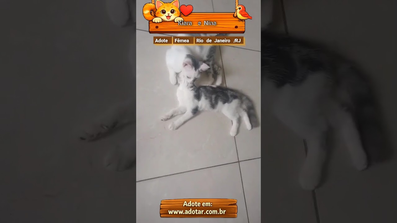 Gato raça SRD-ViraLata idade 7 a 11 meses nome Kiara e Nina