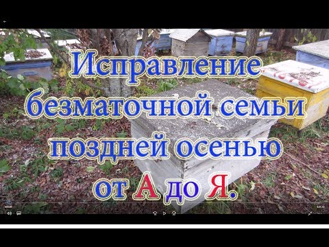 ИСПРАВЛЕНИЕ БЕЗМАТОЧНОЙ СЕМЬИ от А до Я С ПОДСАДКОЙ ОТВОДКА ПОЗДНЕЙ ОСЕНЬЮ.СУПЕР СПОСОБ!!!🔥🔥