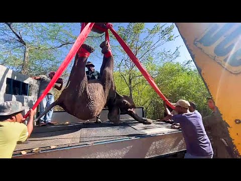 Odważni bohaterowie spieszą na ratunek słoniowi z uszkodzonym pyskiem | To, co zrobili później, r...