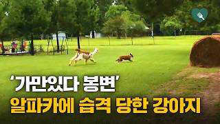 '가만있다 봉변'···알파카에게 쫓기는 강아지