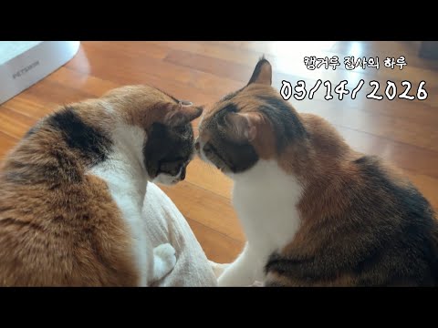 고양이 두 마리 모시는 독거 캥거루 집사의 브이로그