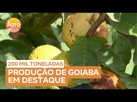 Produtores de goiaba em Itápolis (SP) apostam em inovação para driblar fungos