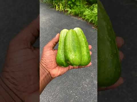 Öko-Garten: Ertrag steigern – Mehr Ernten mit smarter Planung