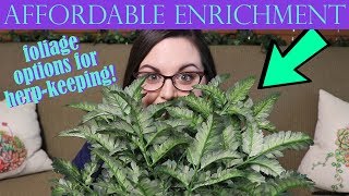 AFFORDABLE FOLIAGE OPTIONS FOR HERP-KEEPING | Reptile & Amphibian Enrichment