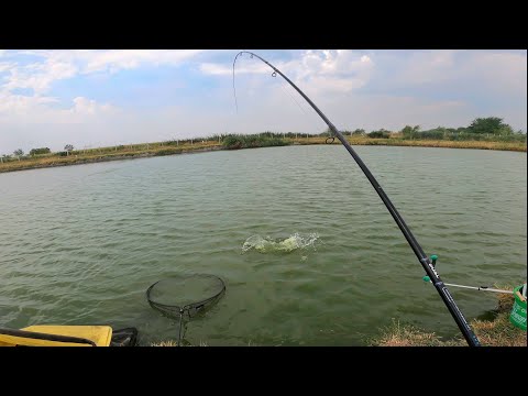 Method Feeder Amur Saran - Backi Jarak 1. dan takmicenja