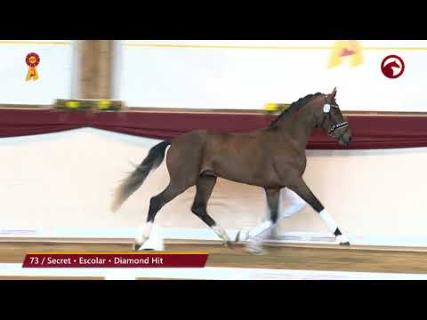 KN 73 von Secret / Escolar