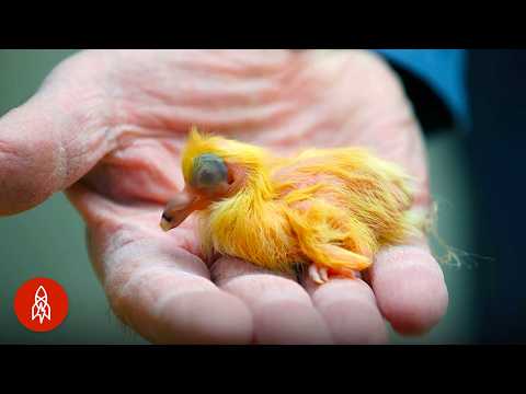 為什麼這隻鴿子價值數百萬? (Why This Pigeon Could Be Worth Millions)