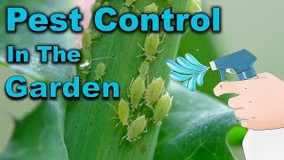 Get rid of aphids from the garden and kill whiteflies