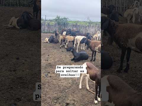 Se preparando para soltar as ovelhas e cabras aqui na Fazenda Tetéu!! Crateús-Ce #cabritos #ovelhas