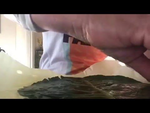 Ground turkey stuffed in collard greens