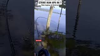 Download lagu Joran Melengkung , Narik ikan apa ini ? #shorts mp3