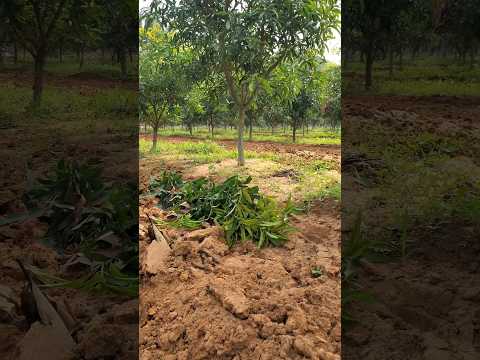 High density mango farming #myfarm #myvillage #mango #farming #highdensity