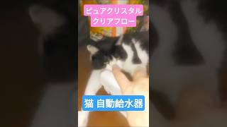 #自動給水器 #猫　初挑戦な黒猫の🐈‍⬛夏目くんピュアクリスタル クリアフロー🍽年末辺り新作「ハロー」水色も欲しいな#ねこ